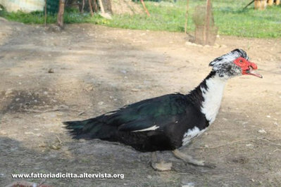 anatramuta-e1325103201614.jpg (129.11 KiB) Osservato 5157 volte anatramuta-e1325103201614.jpg