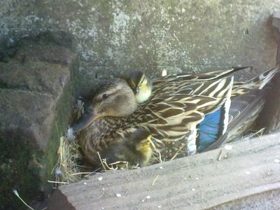 150620121235.jpg (56.19 KiB) Osservato 1458 volte 150620121235.jpg