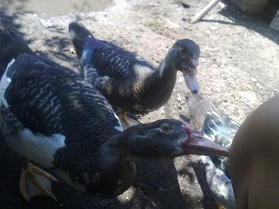 Il maschio è quello avanti (evidente) e la femmina quella dietro.. / 030820121571.jpg 030820121571.jpg