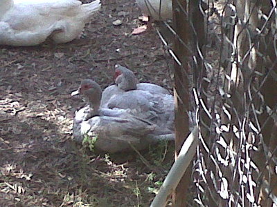 IMG00002-20121014-1431.jpg (62.88 KiB) Osservato 826 volte IMG00002-20121014-1431.jpg