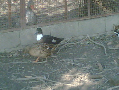 IMG00229-20121020-1528.jpg (63.08 KiB) Osservato 885 volte IMG00229-20121020-1528.jpg