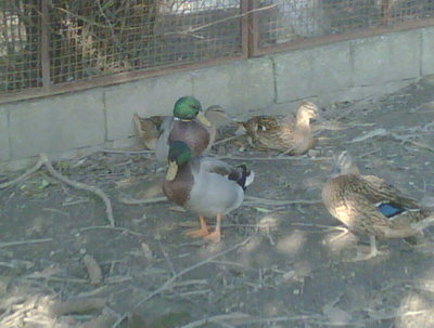 IMG00230-20121020-1528.jpg (60.16 KiB) Osservato 883 volte IMG00230-20121020-1528.jpg