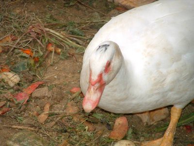 DSCF0215 (FILEminimizer).jpg (62.03 KiB) Osservato 643 volte DSCF0215 (FILEminimizer).jpg