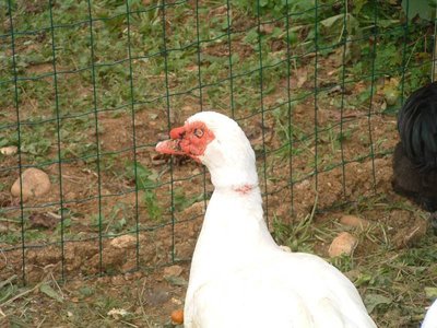 DSCF0213 (FILEminimizer).jpg (83.94 KiB) Osservato 1202 volte DSCF0213 (FILEminimizer).jpg