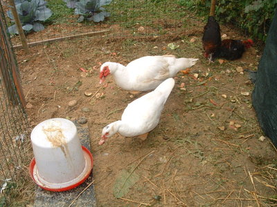 DSCF0217 (FILEminimizer).jpg (203.31 KiB) Osservato 631 volte DSCF0217 (FILEminimizer).jpg