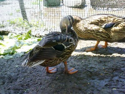 100520121026.jpg (81.55 KiB) Osservato 635 volte 100520121026.jpg