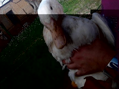 Foto0361.jpg (146.3 KiB) Osservato 1171 volte Foto0361.jpg