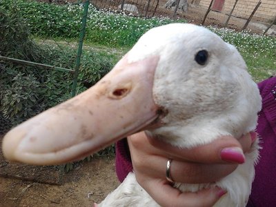 Foto0359.jpg (182.6 KiB) Osservato 1171 volte Foto0359.jpg