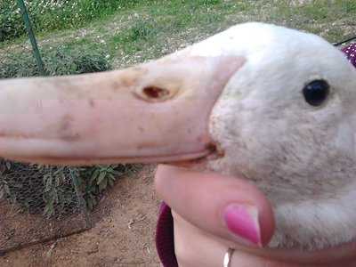 Foto0360.jpg (116.63 KiB) Osservato 1171 volte Foto0360.jpg