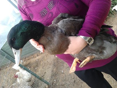 Foto0362.jpg (181.21 KiB) Osservato 1171 volte Foto0362.jpg