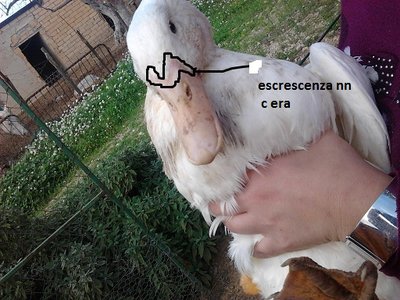 Foto0361 - Copia.jpg (149.69 KiB) Osservato 1109 volte Foto0361 - Copia.jpg