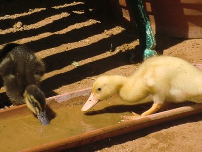 CIMG9154.JPG (132.83 KiB) Osservato 1094 volte CIMG9154.JPG