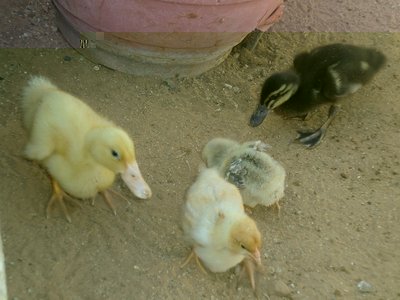 CIMG9141.JPG (166.15 KiB) Osservato 1094 volte CIMG9141.JPG