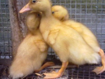 100520121034.jpg (36.89 KiB) Osservato 1088 volte 100520121034.jpg