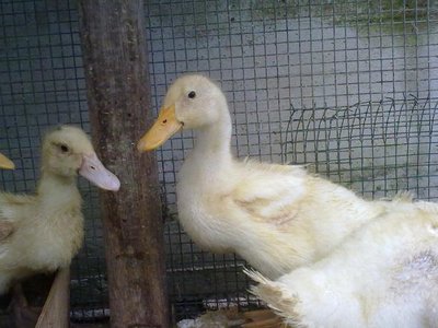 Mulard a sinistra, pechino a destra, da osservare bene forma e colore del becco!! / 280520121094.jpg 280520121094.jpg