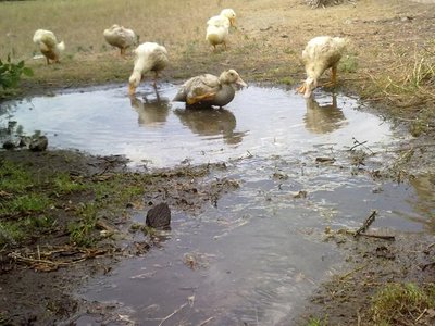 I mulard sono quelli con il becco quasi bianco... / 120620121198.jpg 120620121198.jpg