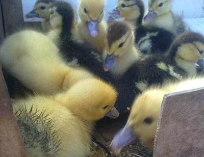 Eccole a tre giorni di vita / 030820121568.jpg 030820121568.jpg