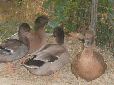 papere.JPG (47 KiB) Osservato 812 volte papere.JPG