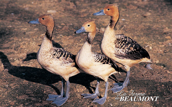 XLDENDROBI.jpg XLDENDROBI.jpg