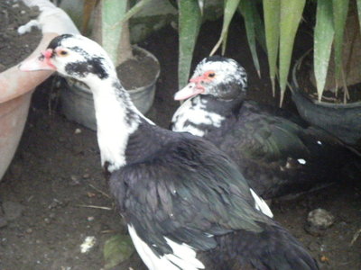 DSCF7015.JPG (111.08 KiB) Osservato 762 volte DSCF7015.JPG