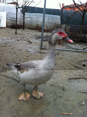 maschio.JPG (250.78 KiB) Osservato 1877 volte maschio.JPG