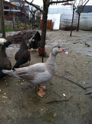 femmina.JPG (264.55 KiB) Osservato 1877 volte femmina.JPG