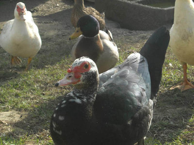 644524_4401436926875_850882717_n.jpg (94.41 KiB) Osservato 848 volte 644524_4401436926875_850882717_n.jpg