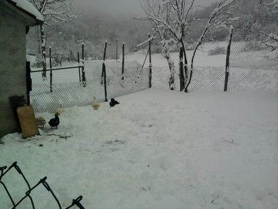 582403_4873987820352_889929654_n.jpg (78.21 KiB) Osservato 847 volte 582403_4873987820352_889929654_n.jpg