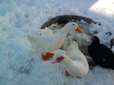 barbinen.jpg (68.12 KiB) Osservato 827 volte barbinen.jpg