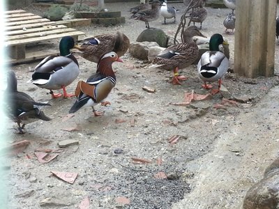 20130109_134422.jpg (386.54 KiB) Osservato 897 volte 20130109_134422.jpg