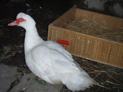 DSCF7096.JPG (108.79 KiB) Osservato 598 volte DSCF7096.JPG