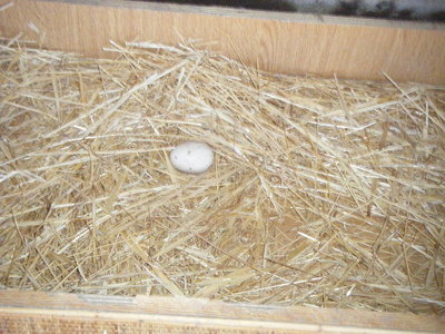 DSCF7098.JPG (120.88 KiB) Osservato 595 volte DSCF7098.JPG