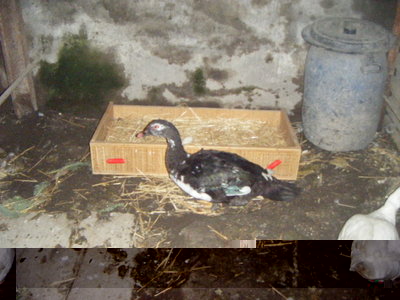 DSCF7115.JPG (104.72 KiB) Osservato 642 volte DSCF7115.JPG