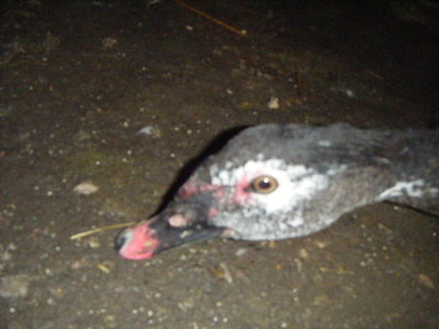 DSCF7113.JPG (123.75 KiB) Osservato 639 volte DSCF7113.JPG