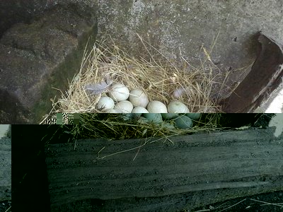 Nido / 120620121178.jpg 120620121178.jpg