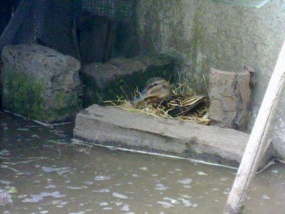 Femmina in cova / 120620121193.jpg 120620121193.jpg