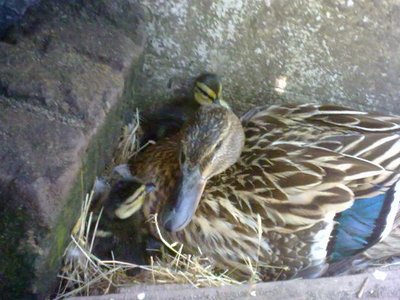 Giorno della schiusa / 150620121230.jpg 150620121230.jpg