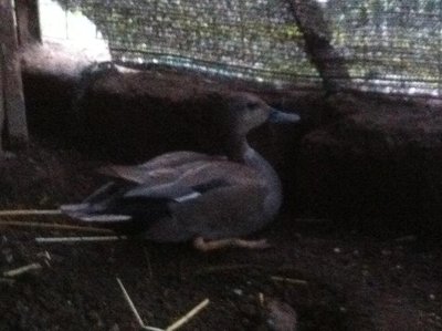 IMG_0393.jpg (71.33 KiB) Osservato 822 volte IMG_0393.jpg