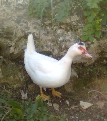 1 °anatra (1).jpg (173.95 KiB) Osservato 953 volte 1 °anatra (1).jpg