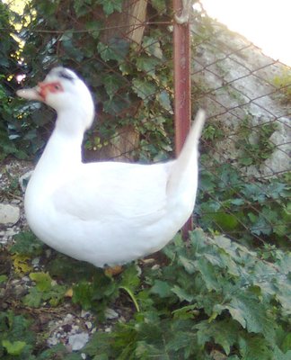 1 °anatra (2).jpg (157.48 KiB) Osservato 953 volte 1 °anatra (2).jpg