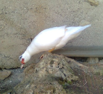 1 °anatra (3).jpg (148.96 KiB) Osservato 953 volte 1 °anatra (3).jpg