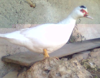 1 °anatra (4).jpg (106.19 KiB) Osservato 953 volte 1 °anatra (4).jpg