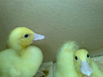 Quella a sx è Gilly e quello a dx è Dodo' / 1 Appena Presi 24062009 (Small).jpg 1 Appena Presi 24062009 (Small).jpg