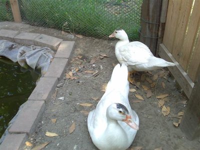 Durante l'adolescenza e prima dell'inverno gli è spuntato un ciuffo nero che poi col tempo e col cambio del piumaggio si è coperto...Dodo' in primo piano Gilly dietro e fuggevole! / ' adolescenza 21082009 (Small).jpg ' adolescenza 21082009 (Small).jpg