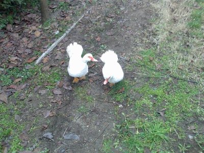 A gennaio l'arrivo delle carnule...Quindi il sospetto che più che Moulard siano proprio anatre mute... / 9 Giovani paperi crescono 24012010 (Small).jpg 9 Giovani paperi crescono 24012010 (Small).jpg