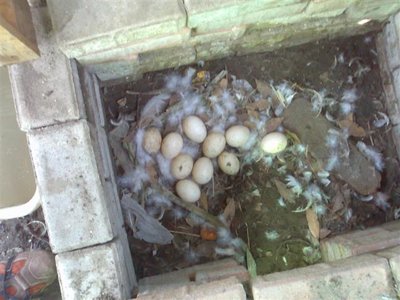 E ieri la sorpresa!!! / 11 La Sorpresona 15032010 (Small).jpg 11 La Sorpresona 15032010 (Small).jpg