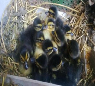 561911_10201016324639658_1315070479_n.jpg (48.78 KiB) Osservato 901 volte 561911_10201016324639658_1315070479_n.jpg