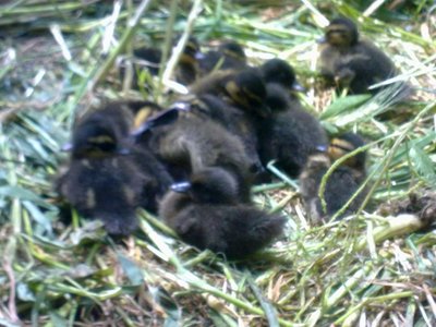 Seconda covata tra cui i piccoli neri / 060520132904.jpg 060520132904.jpg