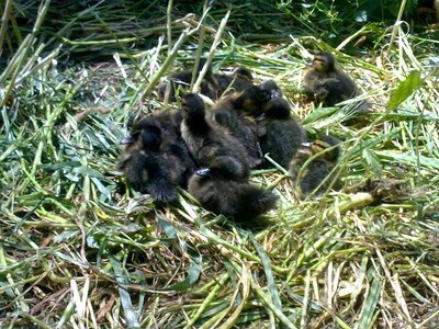 Seconda covata tra cui i piccoli neri / 060520132906.jpg 060520132906.jpg