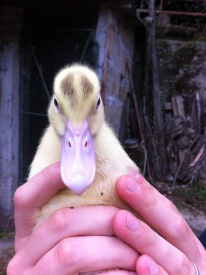 IMG-20130507-WA0004.jpg (59.37 KiB) Osservato 730 volte IMG-20130507-WA0004.jpg